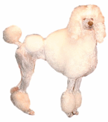 Poodle