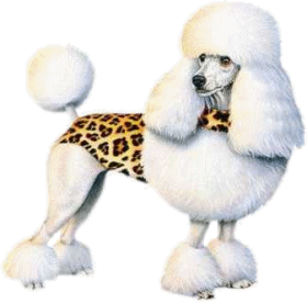 Poodle dog graphics