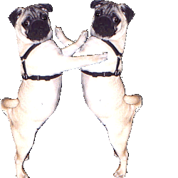 Pug dog graphics