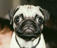 Pug