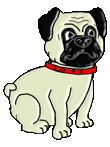 Pug dog graphics