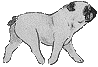 Pug dog graphics