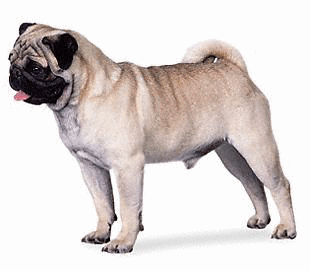 Pug dog graphics