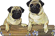 Pug dog graphics