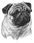 Pug dog graphics