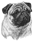 Pug dog graphics