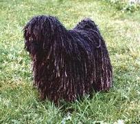 Puli dog graphics