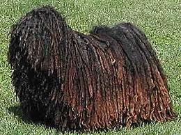 Puli dog graphics