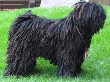 Puli dog graphics