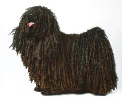 Puli dog graphics