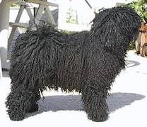 Puli dog graphics