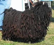 Puli dog graphics