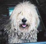 Puli dog graphics