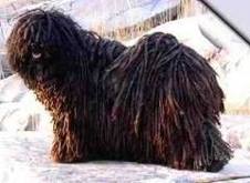 Puli dog graphics