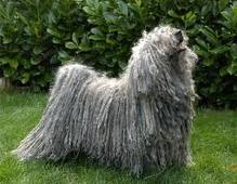 Puli dog graphics