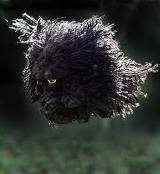 Puli dog graphics