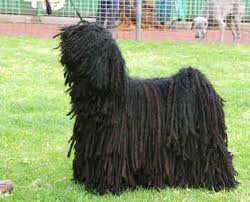 Puli dog graphics