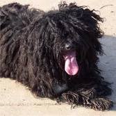 Puli dog graphics