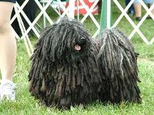 Puli dog graphics