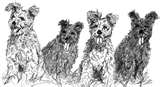 Pumi dog graphics