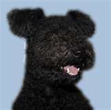 Pumi dog graphics