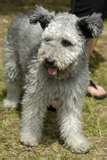 Pumi dog graphics