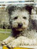 Pumi