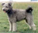 Pumi