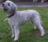 Pumi