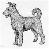 Pumi dog graphics