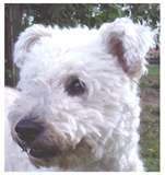 Pumi dog graphics