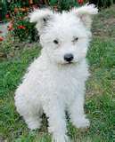 Pumi dog graphics