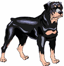 Rottweiler dog graphics