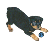 Rottweiler dog graphics