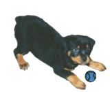 Rottweiler dog graphics
