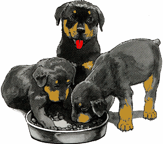 Rottweiler dog graphics