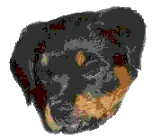 Rottweiler dog graphics