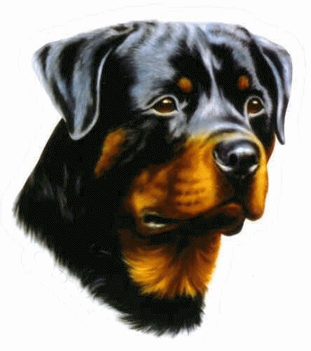 Rottweiler dog graphics