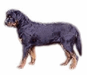 Rottweiler dog graphics