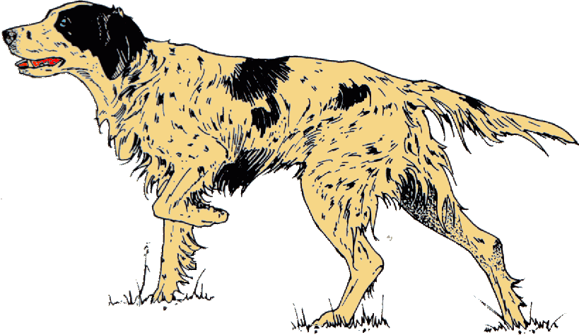 Setter dog graphics