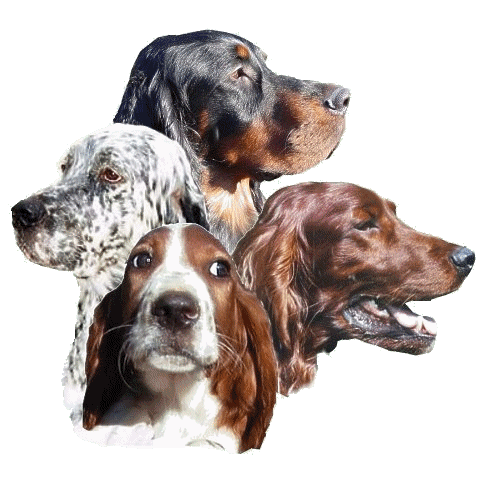 Setter dog graphics