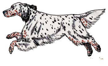 Setter dog graphics