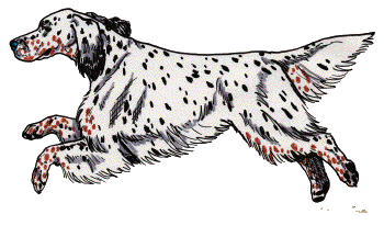 Setter dog graphics