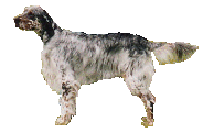 Setter dog graphics