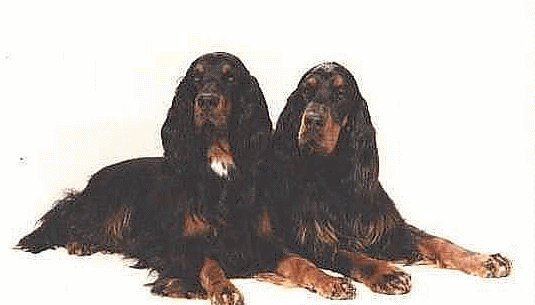 Setter dog graphics