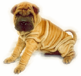 Shar pei dog graphics