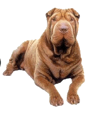 Shar pei dog graphics