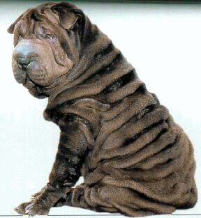 Shar pei dog graphics