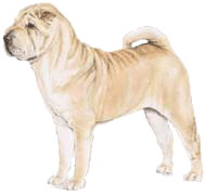 Shar pei dog graphics