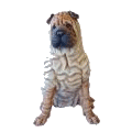 Shar pei dog graphics